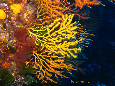gorgonie
